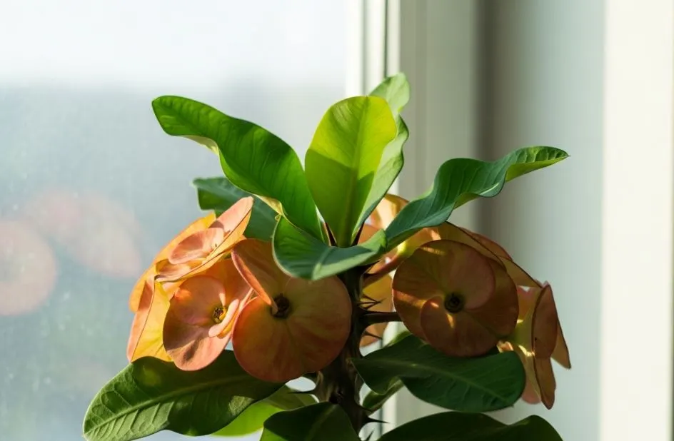 Dikenler Tacı kış bakımında bilmen gereken 5 altın ipucu