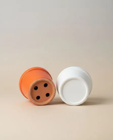 Dikenler Tacı saksı seçimi